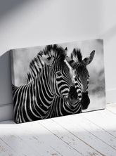 Zebre