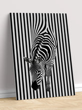 Zebra 1