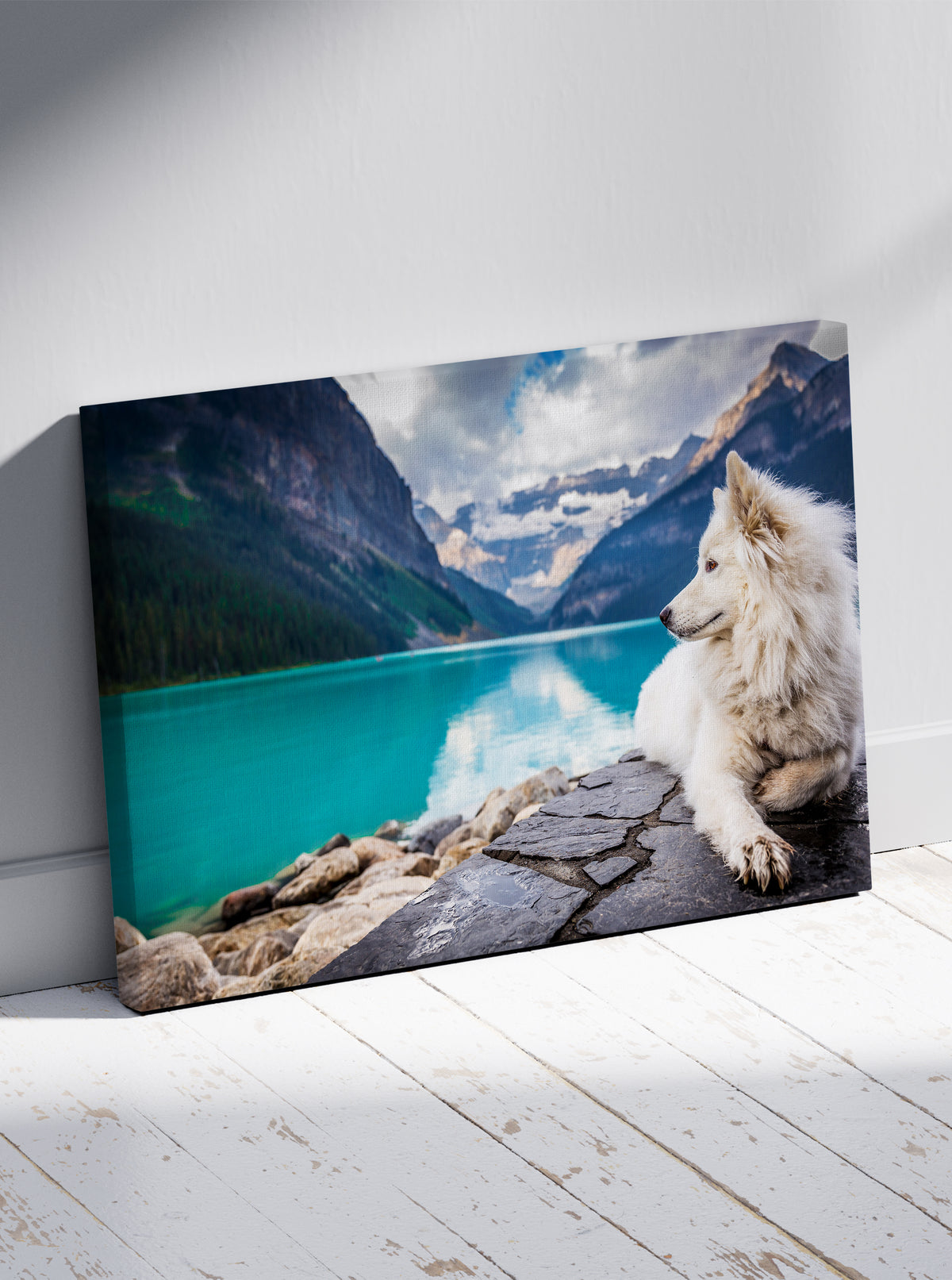 Pas Samojed u prirodi