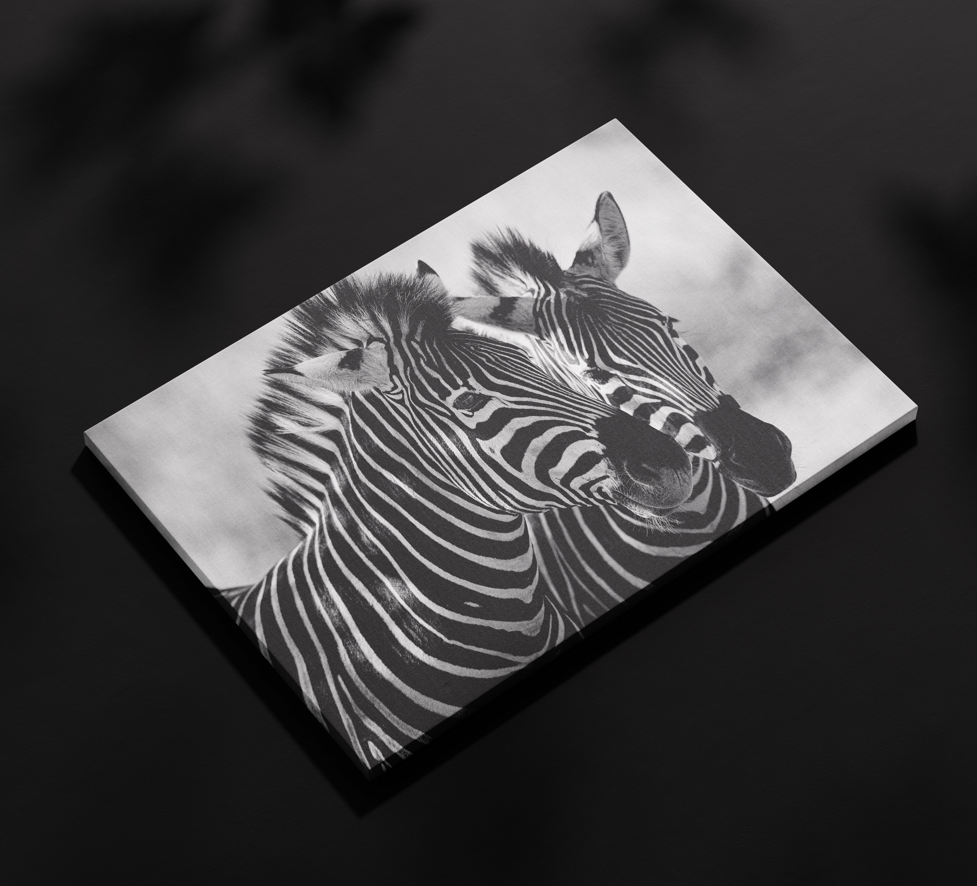 Zebre