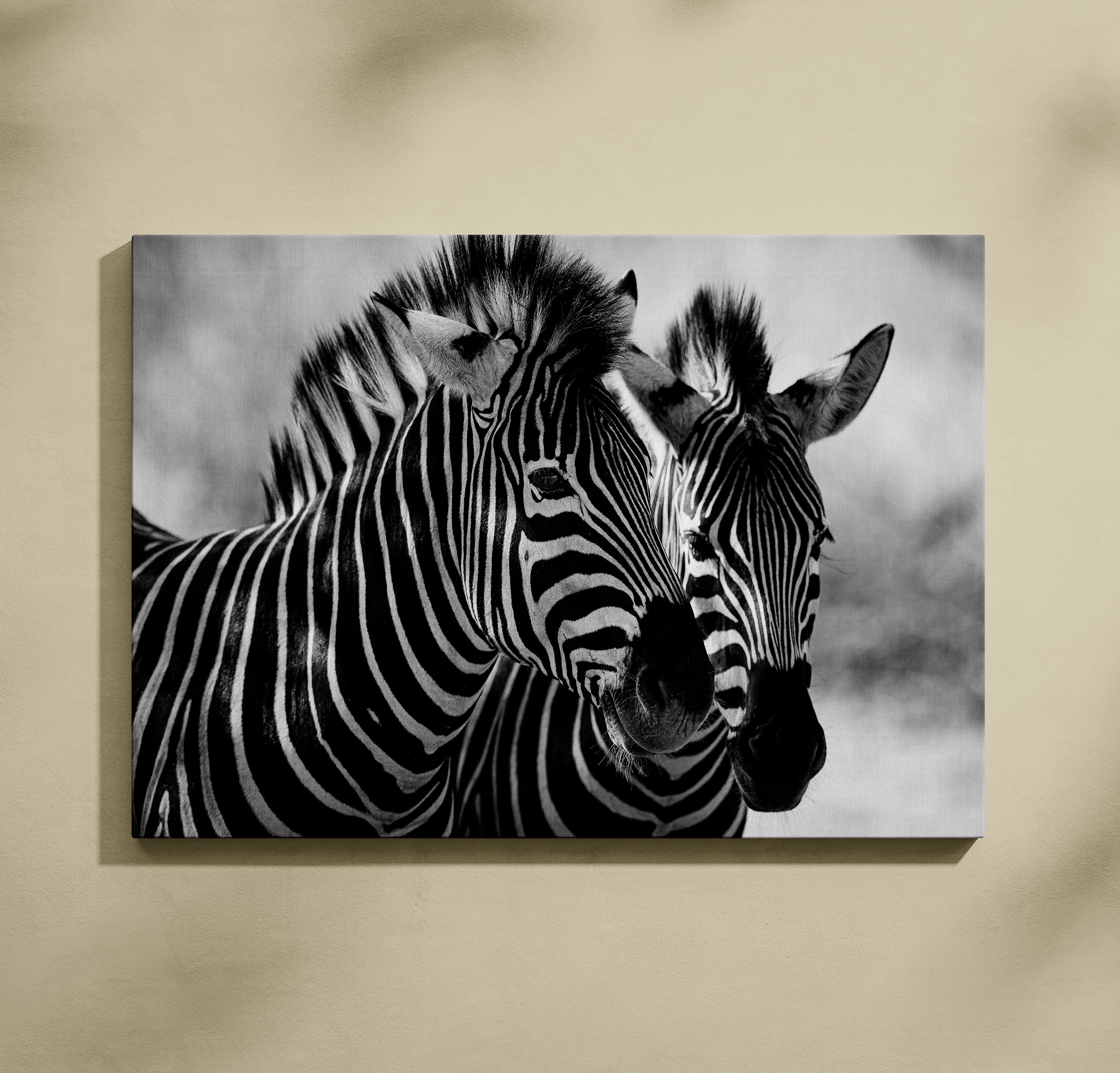 Zebre