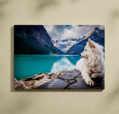 Pas Samojed u prirodi