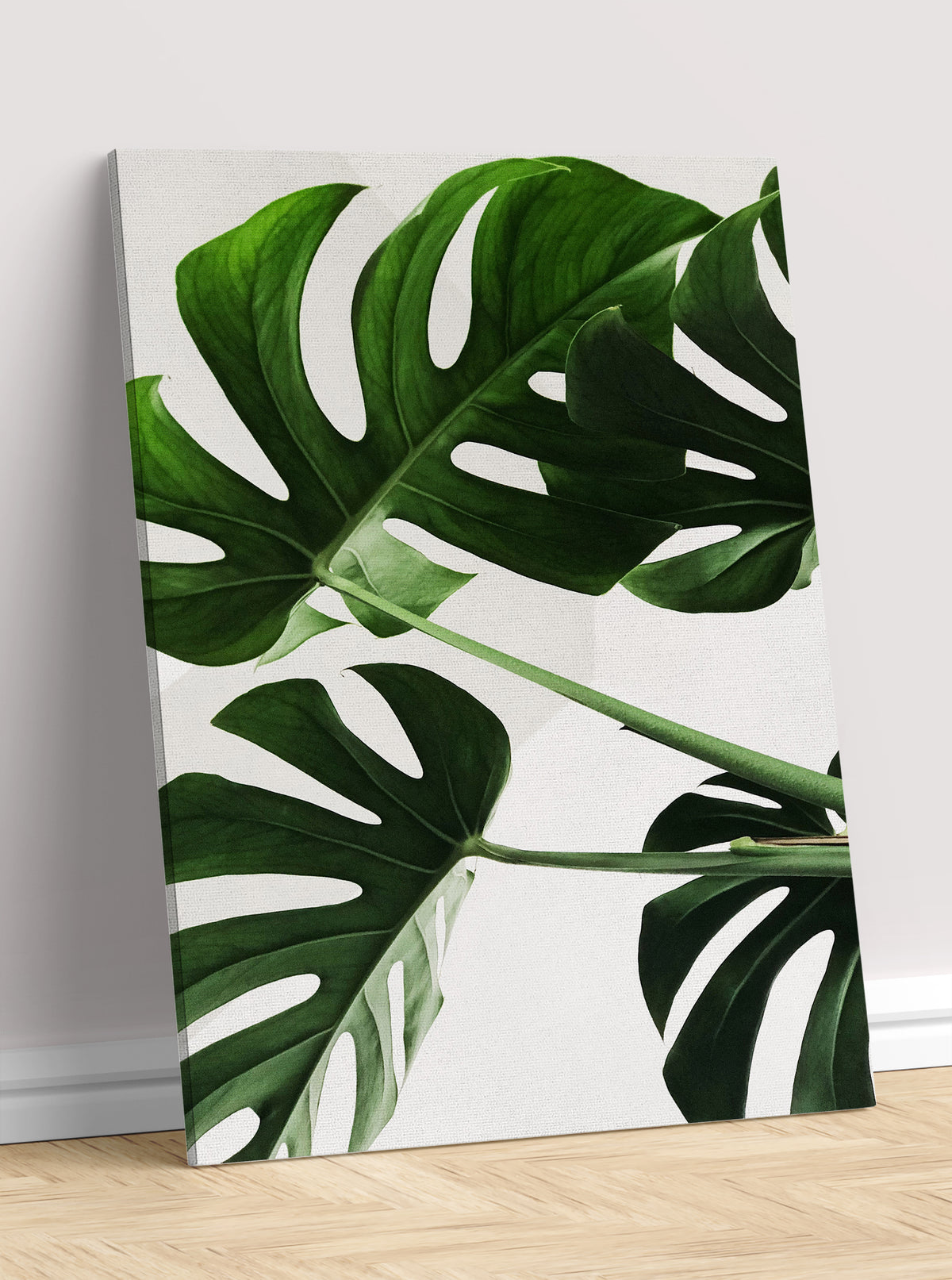 Filadendron 1