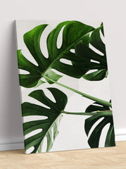 Filadendron 1