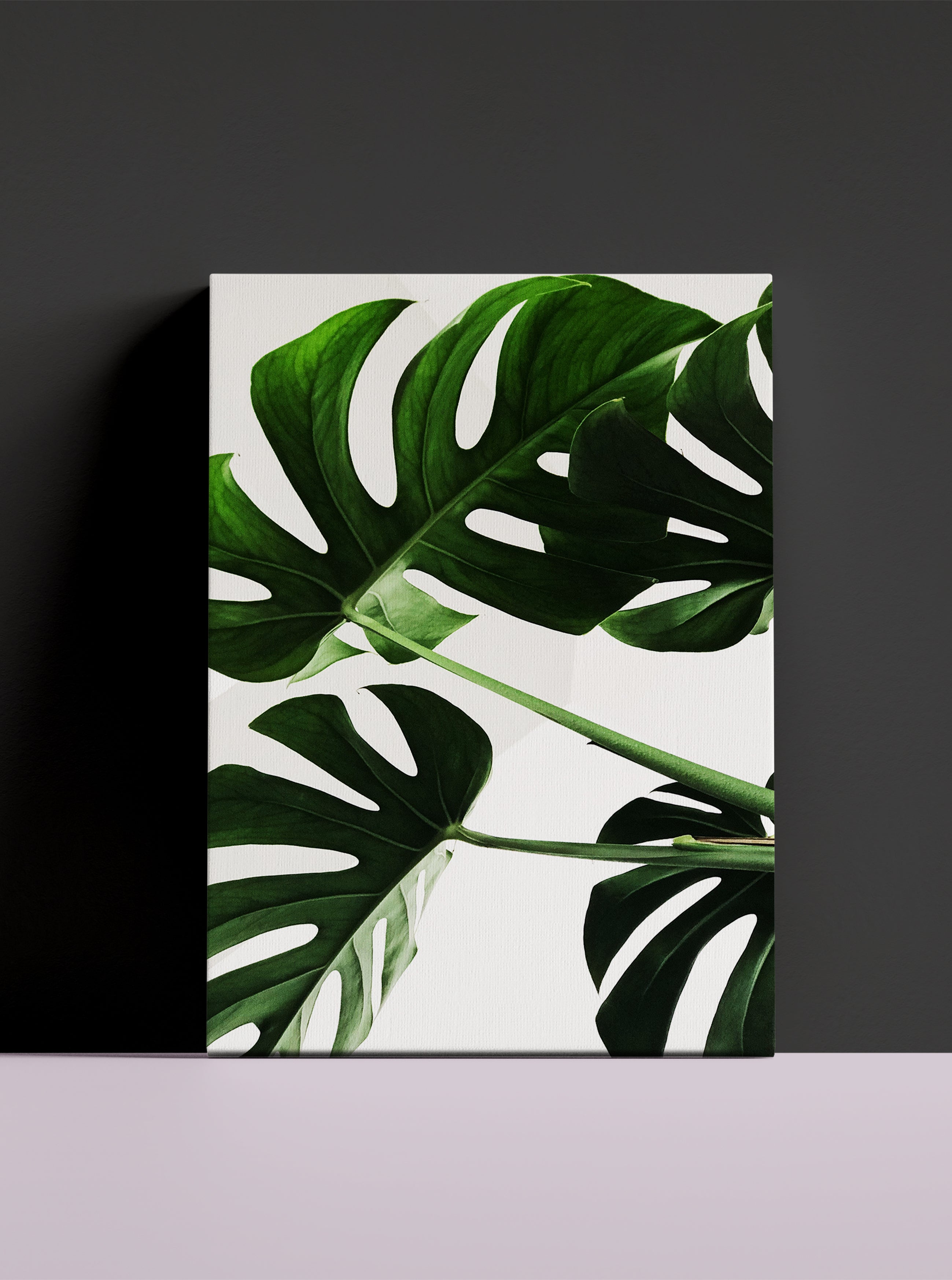 Filadendron 1