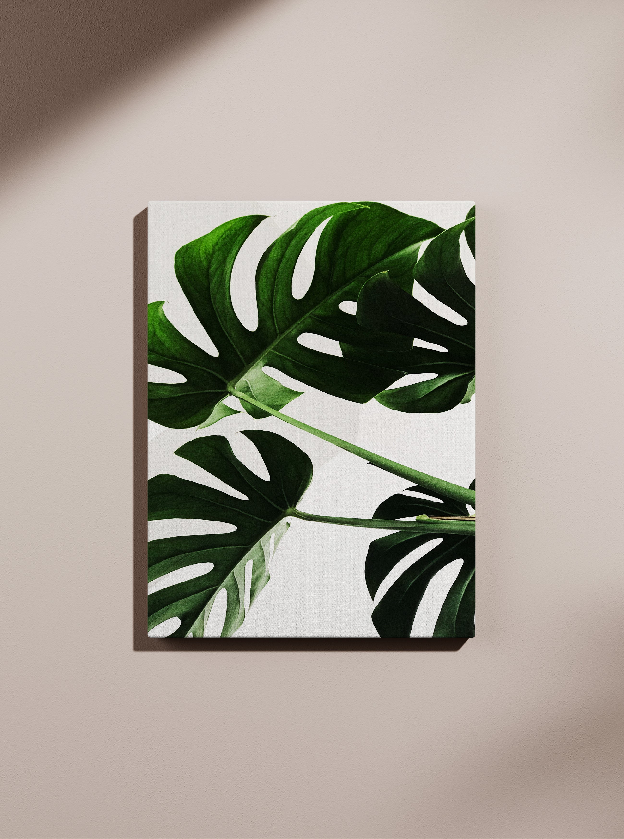 Filadendron 1