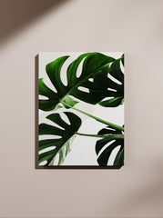 Filadendron 1